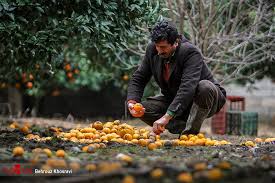 دامنه وسیع خسارت مرکبات در مازندران/چرا کسی یادی از مرکبات مازندران نمیکند؟!
