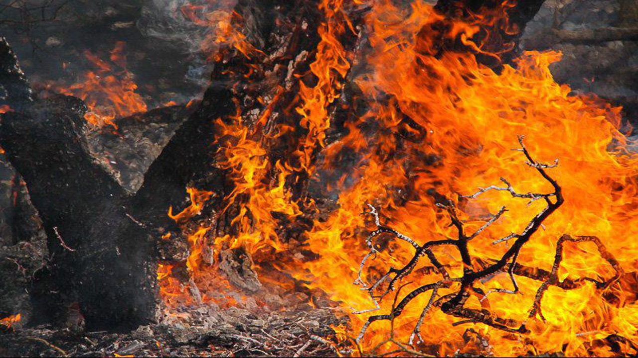 احتمال آتش سوزی جنگل‌های شمال با گرم شدن هوا