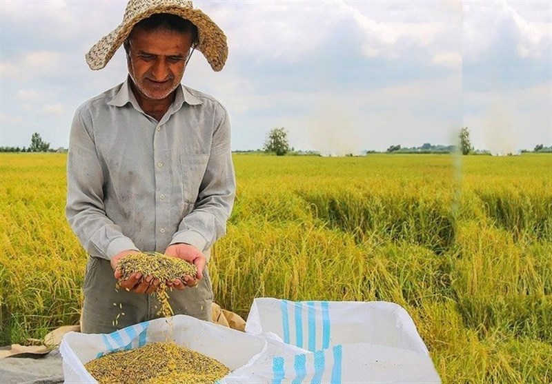 حال ناخوش برنج‌کاران شمالی/ واردات برنج و دیگر هیچ!