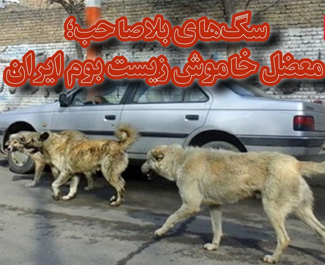 سگ‌های بلاصاحب؛ معضل خاموش زیست بوم ایران